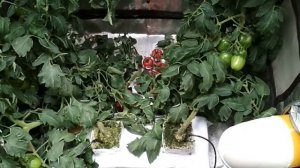 Томат на минеральной вате в гроубоксе