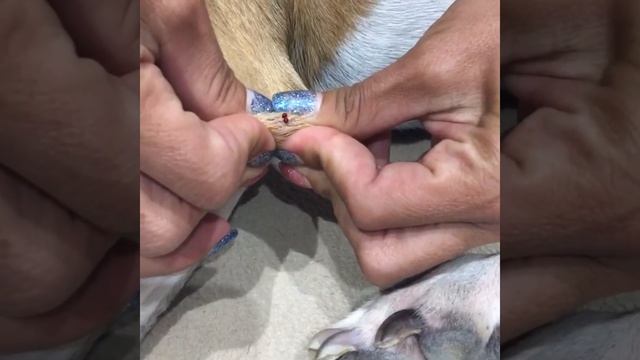 KetoPet. How to Test Your Dog's Blood Glucose & Ketones смотреть онлайн