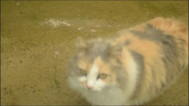 Забор декоративный камень, ДВЕРЬ барельеф в стене из арт бетона. мастер Попеску Петру. смотреть онлайн