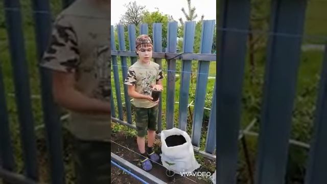 Сажаем огурцы "Кураж" и "Щедрик" в мешки! смотреть онлайн