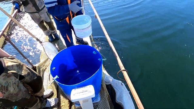 ФОРЕЛЕВОЕ ХОЗЯЙСТВО. КАРЕЛИЯ. РАССАДКА РЫБЫ. НАЧАЛО СЕЗОНА смотреть онлайн