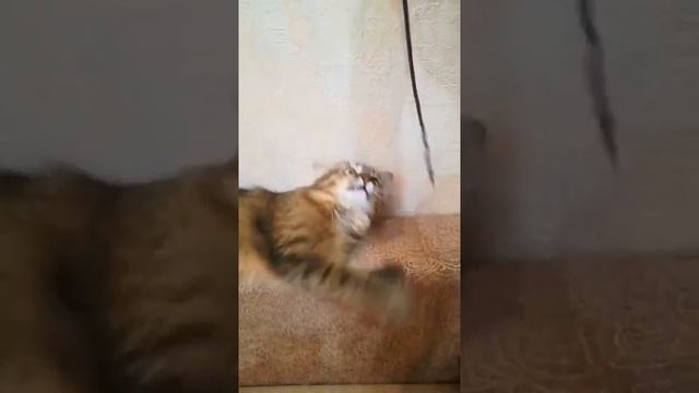 Кошка играет с веревочкой смотреть онлайн
