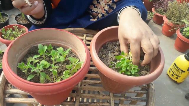 My Stress Free Gardening||Transplant  Seedling Of Petunia Flowering Plants || Best Potting Mix
