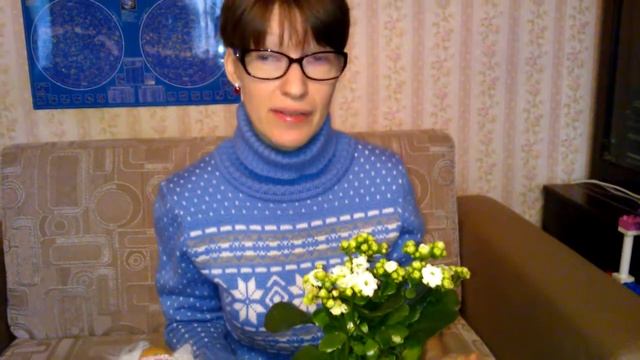 Мои комнатные растения. Каланхоэ белый цвет: от декора до примет смотреть онлайн