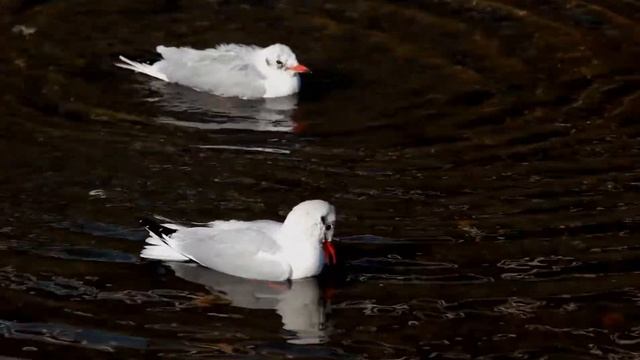 Black-headed Gulls (Larus ridibundus) смотреть онлайн
