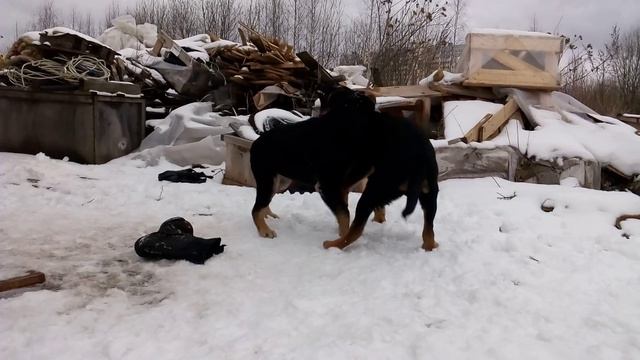 Лорд и Граф 2 смотреть онлайн