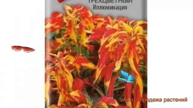 Амарант трехцветная Иллюминация (illyuminatsiya) ? обзор: как сажать, семена амаранта Иллюминация