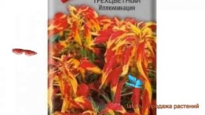 Амарант трехцветная Иллюминация (illyuminatsiya) ? обзор: как сажать, семена амаранта Иллюминация