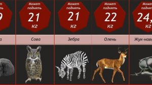 Сравнение: Сила Животных | Инфографика