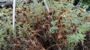 Биденс, обзор, черенкование.