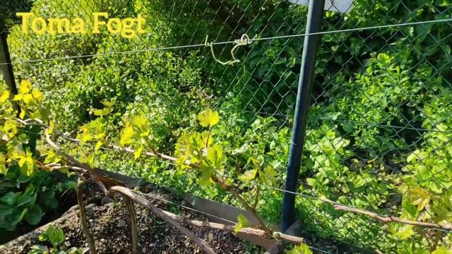 Майский обзор дачи в Германии.Беседка для плетистых роз .Часть 2 смотреть онлайн