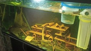 Первый нерест новой пары L 333 номерных сомов