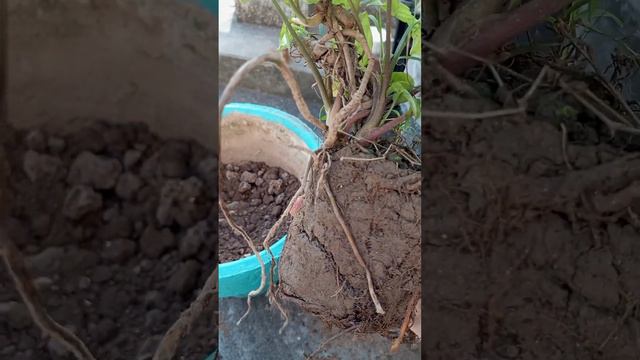 ⚫Syngonium Plant|How To Transplant Or Repot Syngonium Plant/Arrow HeadPlant   Somthingaboutgardenin