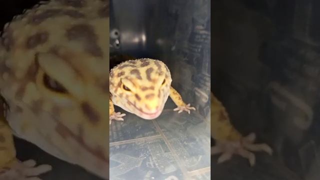 Кормление эублефара Марти. смотреть онлайн