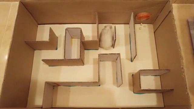 FUNNY ANIMAL HAMSTERS do-it-yourself maze for a hamster ТУЗЯ В ЛАБИРИНТЕ (ДЖУНГАРИКИ) смотреть онлайн