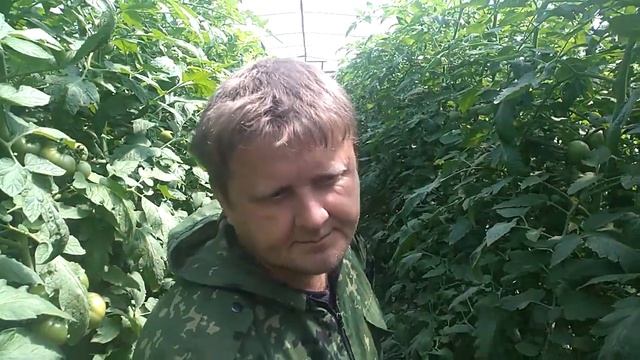 Томаты. Последняя фаза налива. Тапенер. смотреть онлайн