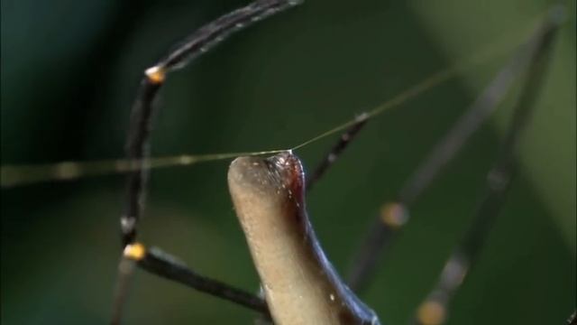 Spiny Tree Cricket Vs Golden Orb Weaver | MONSTER BUG WARS смотреть онлайн