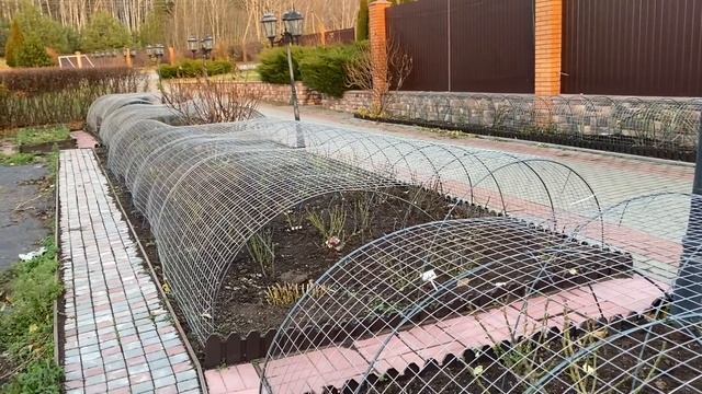 Розы. Важные моменты, о которых Вы должны обязательно знать. Ответы на Ваши вопросы. ??? смотреть онлайн