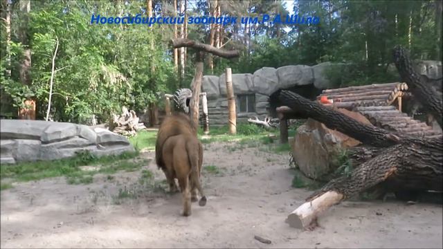 Пока жёнушки нет, можно отдохнуть 11.06.2021 смотреть онлайн