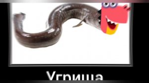 Заврики + ШИЗА =