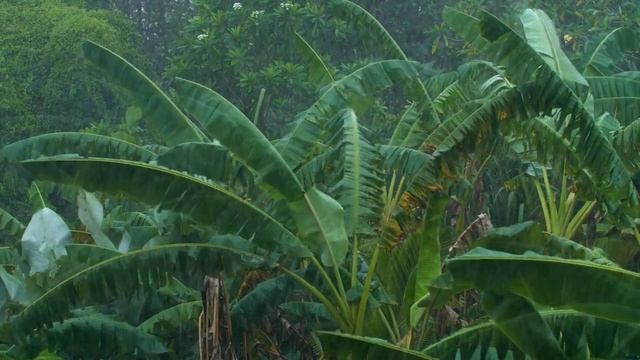 Расслабляющая Релакс Музыка и Лёгкие Звуки Дождя для Сна и Учёбы №2 смотреть онлайн