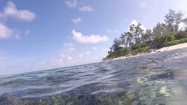 Green turtle near Bird Island, Seychelles смотреть онлайн