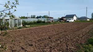 Сорт Аврора, сажаю картошку так.