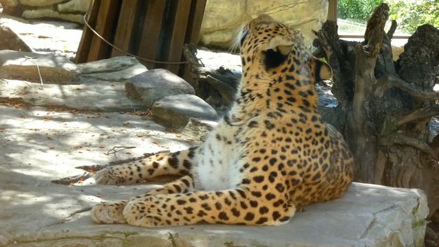 ГЕЛЕНДЖИК 2021 ДАЛЬНЕВОСТОЧНЫЙ ЛЕОПАРД. ЖИВОТНЫЕ САФАРИ-ПАРКА смотреть онлайн