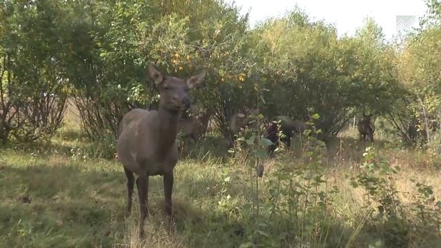 Оленеводство в КЧР не миф, а реальность смотреть онлайн