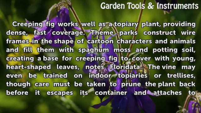 Cool Facts on Creeping Fig Plants смотреть онлайн
