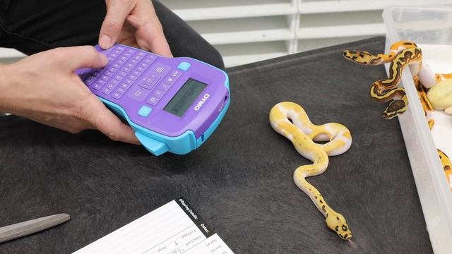 Setting Up Hatchling Ball Pythons - JKR ProTips Feat. GORGEOUS New Clown Pieds! смотреть онлайн