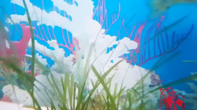 Джунгарские хомячки все наши питомцы. Беременность хомки. Няша не родила смотреть онлайн