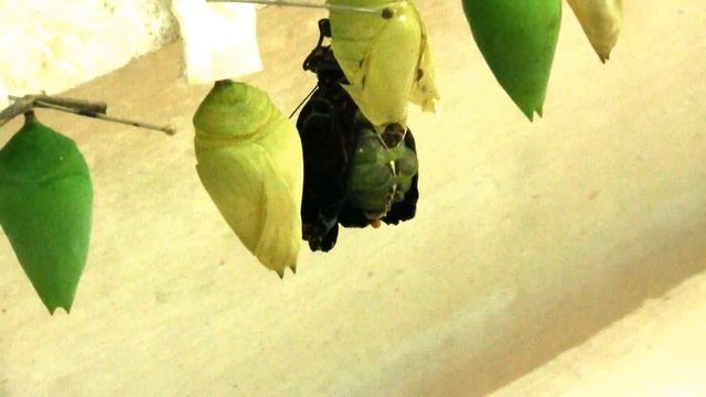 Hatching Blue Morpho. Вылупление Морфо Пелеида (1321sp) смотреть онлайн