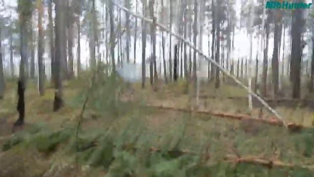 Поход в тайгу за черемшой или атака рябчиков смотреть онлайн