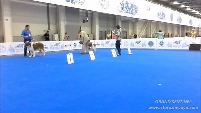 WDS-2016 Московская сторожевая - сравнения на ЛК, ЛС, ЛПП смотреть онлайн