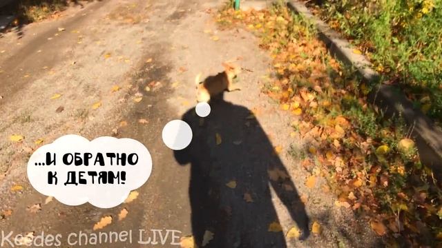 Самая скоростная прогулка в мире! Рекорд Гиннеса отдыхает! смотреть онлайн