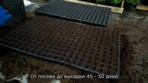 Посев ранней цветной капусты на рассаду!