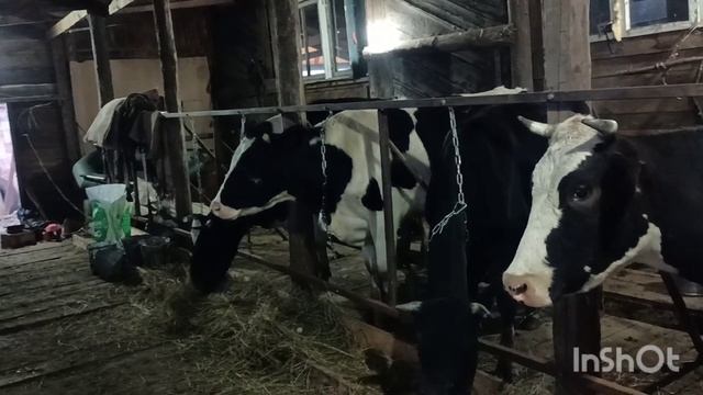 Первая ночь в сарае. смотреть онлайн