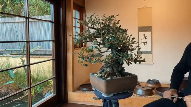 Bonsai work. Quercus ilex in my bonsai pot. смотреть онлайн