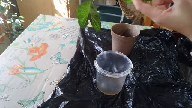 Мой сингониум "Вайт Батерфляй"?уход, размножение, пересадка??Нюанс, который лешил жизни росточек ? смотреть онлайн