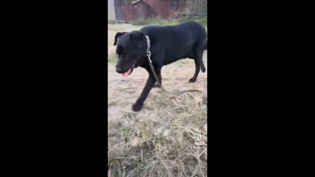 Красивый стих . #ротвейлертолстый #ротвейлер #собаки смотреть онлайн