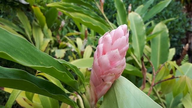 Alpinia purpurata - grow & care смотреть онлайн