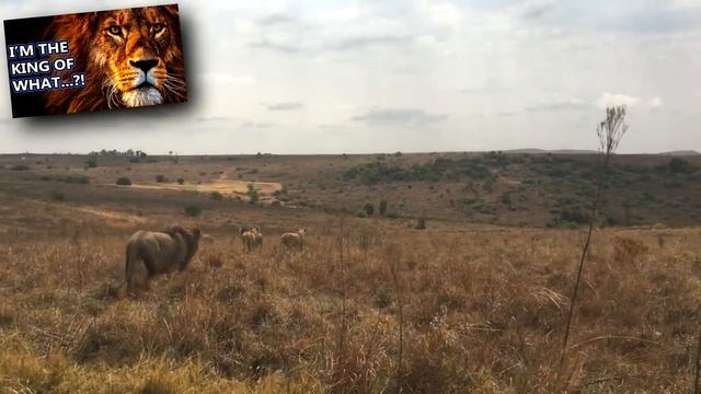 Serval Facts: The CAT With The LONGEST LEGS ? | Animal Fact Files