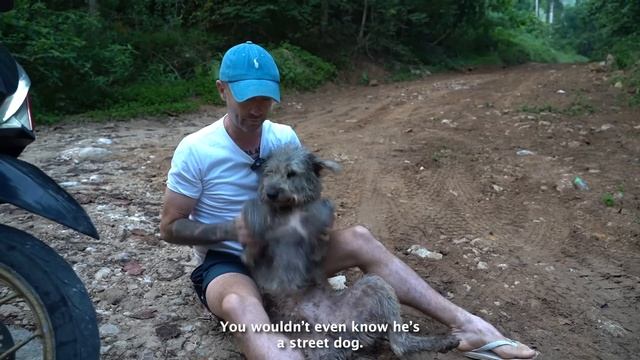 Come With us to Feed 80 Street Dogs смотреть онлайн