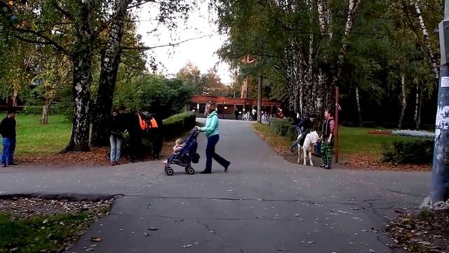 Лошадок тоже воспитывают смотреть онлайн