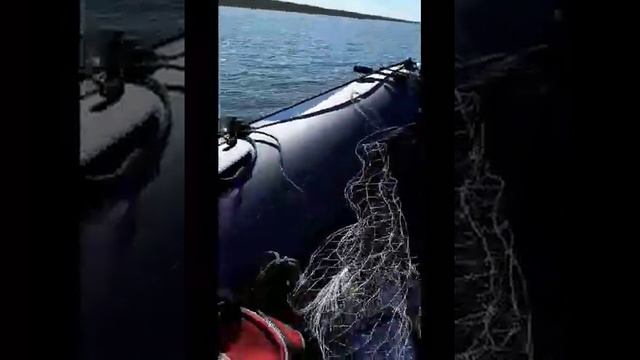 лодка Roger серии zefir 3300 Mercury 5 M смотреть онлайн