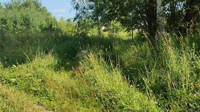 Французские бульдоги приехали в деревню. ☀The French Bulldogs have arrived in the village. ☀ смотреть онлайн