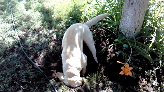 Охота на крота 2 смотреть онлайн