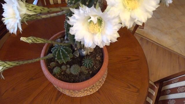 КАКТУС ЭХИНОПСИС удар молнии. смотреть онлайн