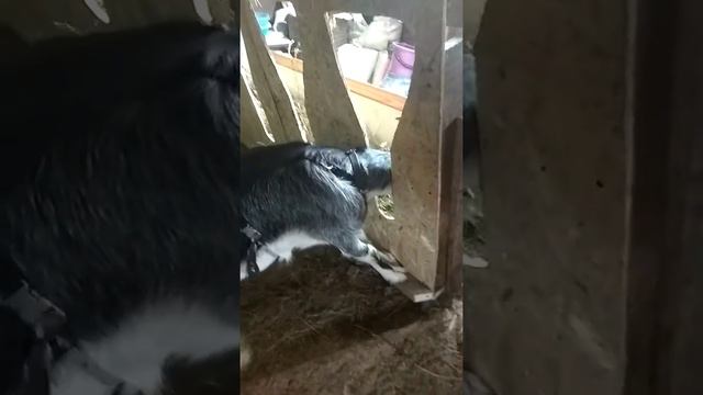 Кормушка для коз. Вид сзади. смотреть онлайн